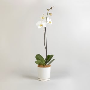 Moth Orchid