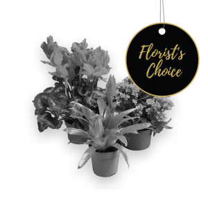 Single plant  florist\'s choice
