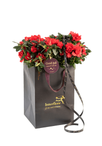 Shimmering Red 240536