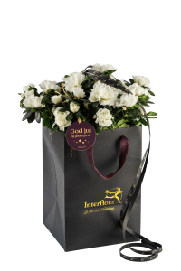 Shimmering White 240533