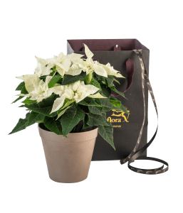 Christmas Tradition White  240543