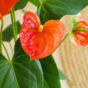 Media 2 - Red Anthurium