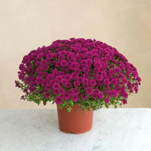 Media 2 - Chrysantheme mauve