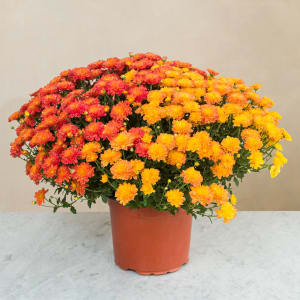 Media 1 - Chrysantheme multicolore