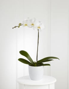 White Orchid Planter