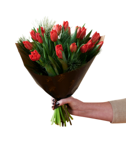 Christmas Tulips Red 240515