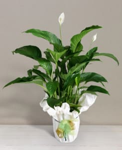 Spathiphyllum