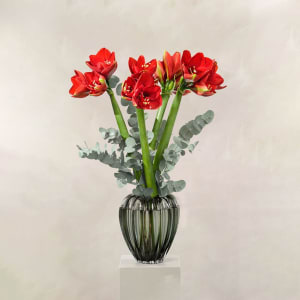 Joyful Amaryllis