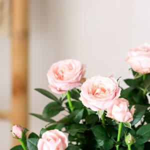 Media 2 - Rosebush