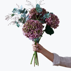 Media 1 - Hydrangea for Fall 240418