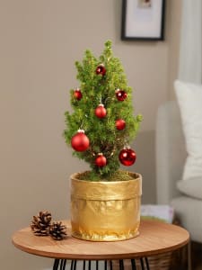 Magical Christmas Greetings