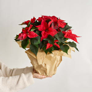 Poinsettia
