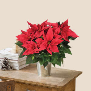 Poinsettia