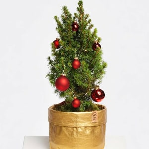 Magical Christmas Greetings