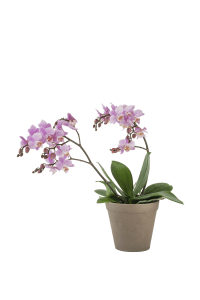 Orchid Pink 242679