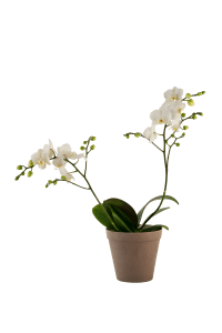 Orchid White 242678