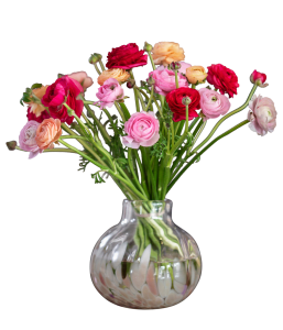 Buttercups mix colors 240174