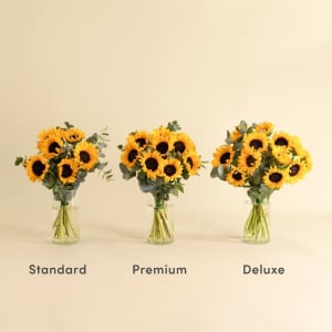 Media 2 - Sunshine