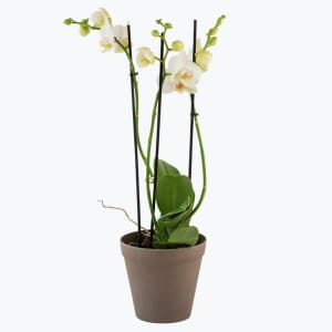 Media 1 - Orchid White two branch 242641