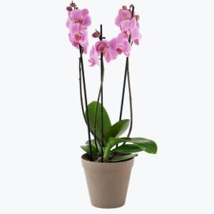 Media 1 - Orchid Pink two branch 242642