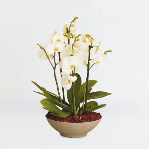 Media 1 - Arrangement of orchids