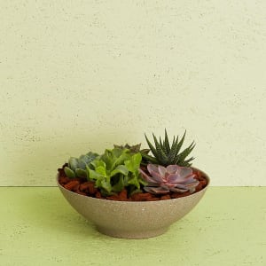 Media 1 - Succulent Arrangement