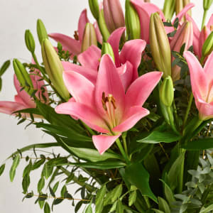 Media 2 - The Pink Lillies