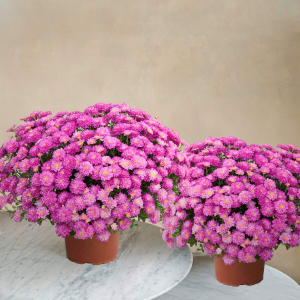 Media 1 - Duo de chrysanthemes roses