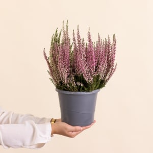 Media 1 - Pot de bruyere