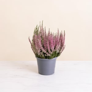 Media 2 - Pot de bruyere