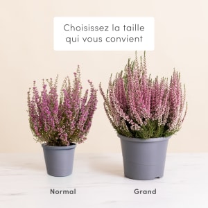 Media 3 - Pot de bruyere