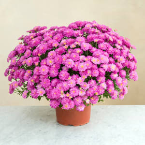 Media 2 - Chrysantheme et bruyere