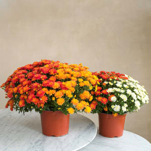 Media 1 - Duo chrysanthemes multicolores