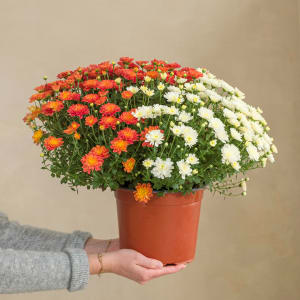 Media 2 - Duo chrysanthemes multicolores