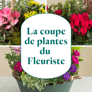 Media 1 - Plant section from the florist