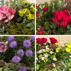 Media 2 - Plant section from the florist
