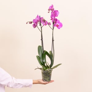 Media 2 - Pink Orchid - Premium Orchid Plant