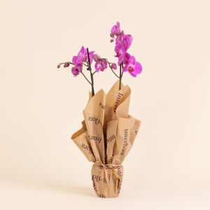 Media 3 - Pink Orchid - Premium Orchid Plant