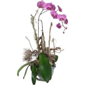 Edle Orchidee (Pflanze)