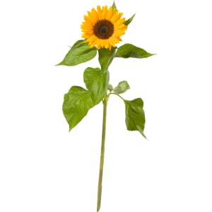 Es chlises Sünneli (1 Sonnenblume)