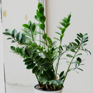 Media 3 - Pflanze Zamioculcas