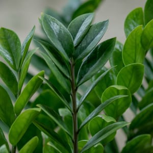 Media 4 - Pflanze Zamioculcas
