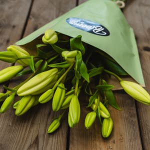 Media 4 - Blooms for you «Katharina»