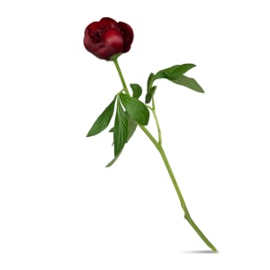 1 Pfingstrose (bordeaux)