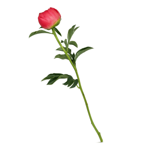 1 Pfingstrose (coral)