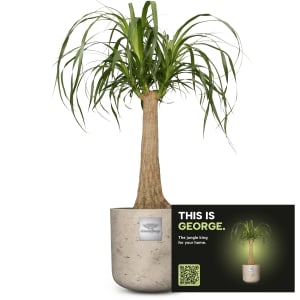 Männerpflanze «Das ist George» (Beaucarnea recurvata)