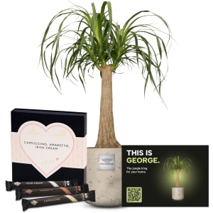 Männerpflanze «Das ist George» (Beaucarnea recurvata) mit Gottlieber Hüppen «With Love»