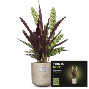 Männerpflanze «Das ist Mike» (Calathea)