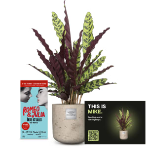 Männerpflanze «This is Mike» (Calathea) with a CHF 50.- voucher for the musical «Romeo & Julia»
