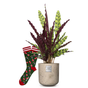 Das ist Mike mit Moustard-Socks Football